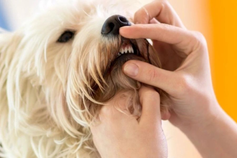 pets-dental-care-guide