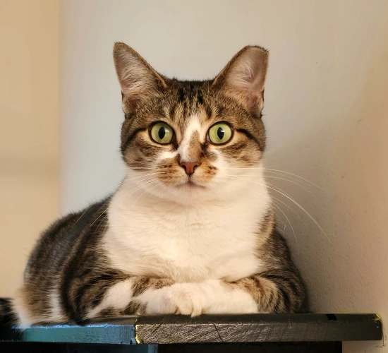 New Client Information