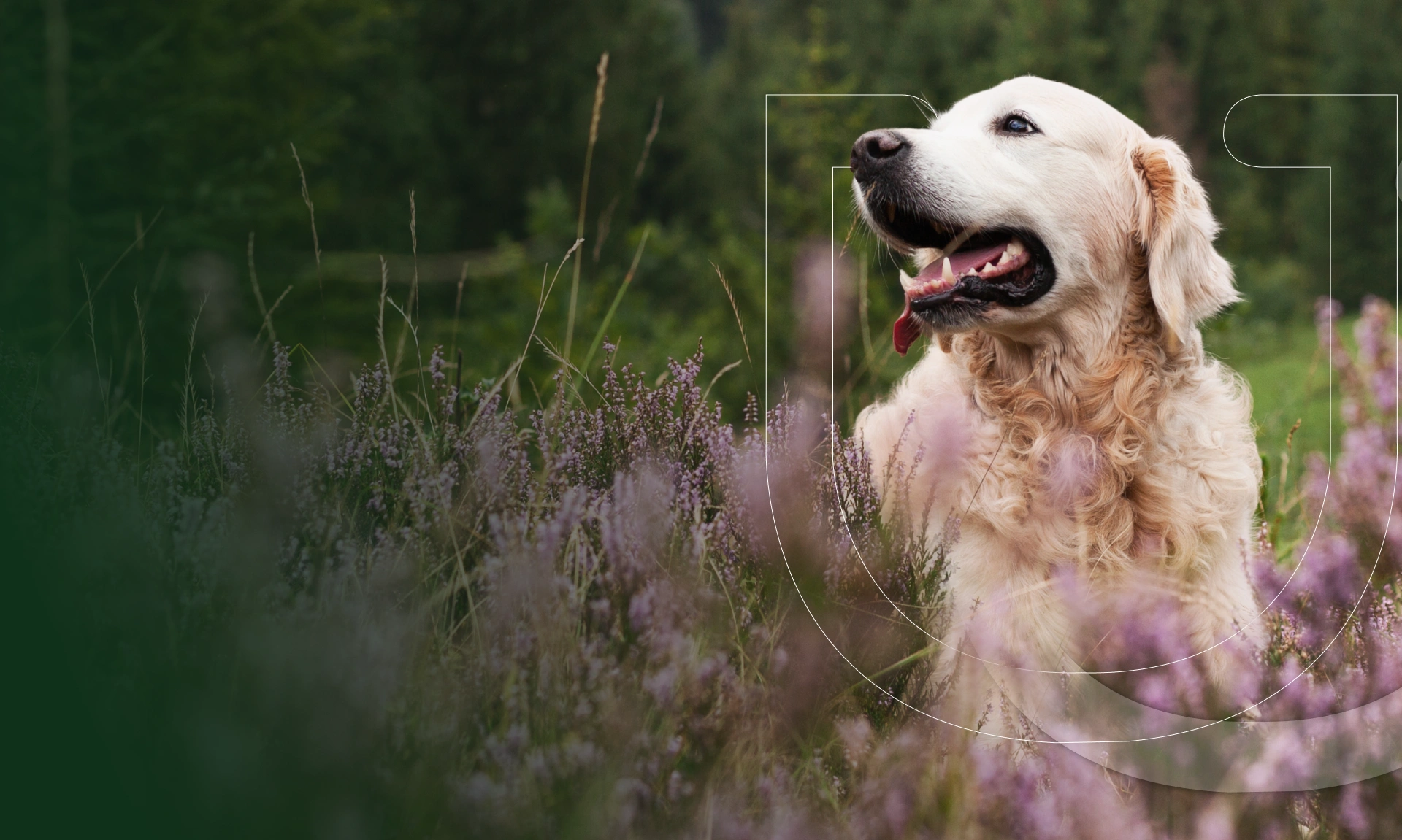Pet Wellness Group Florence Banner