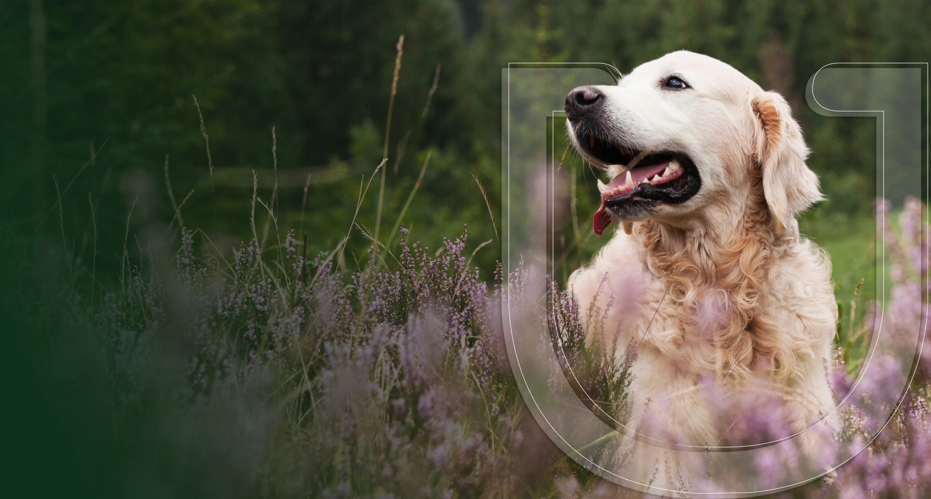 Pet Wellness Group Florence Banner