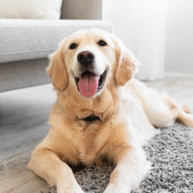 Pet Preventative Care