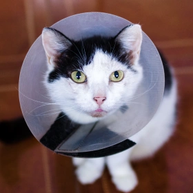 Veterinary Pet Surgery