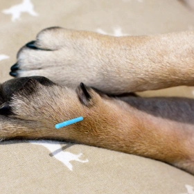 Veterinary Pet Surgery