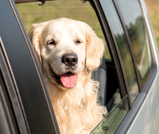 Health & Travel Certificates