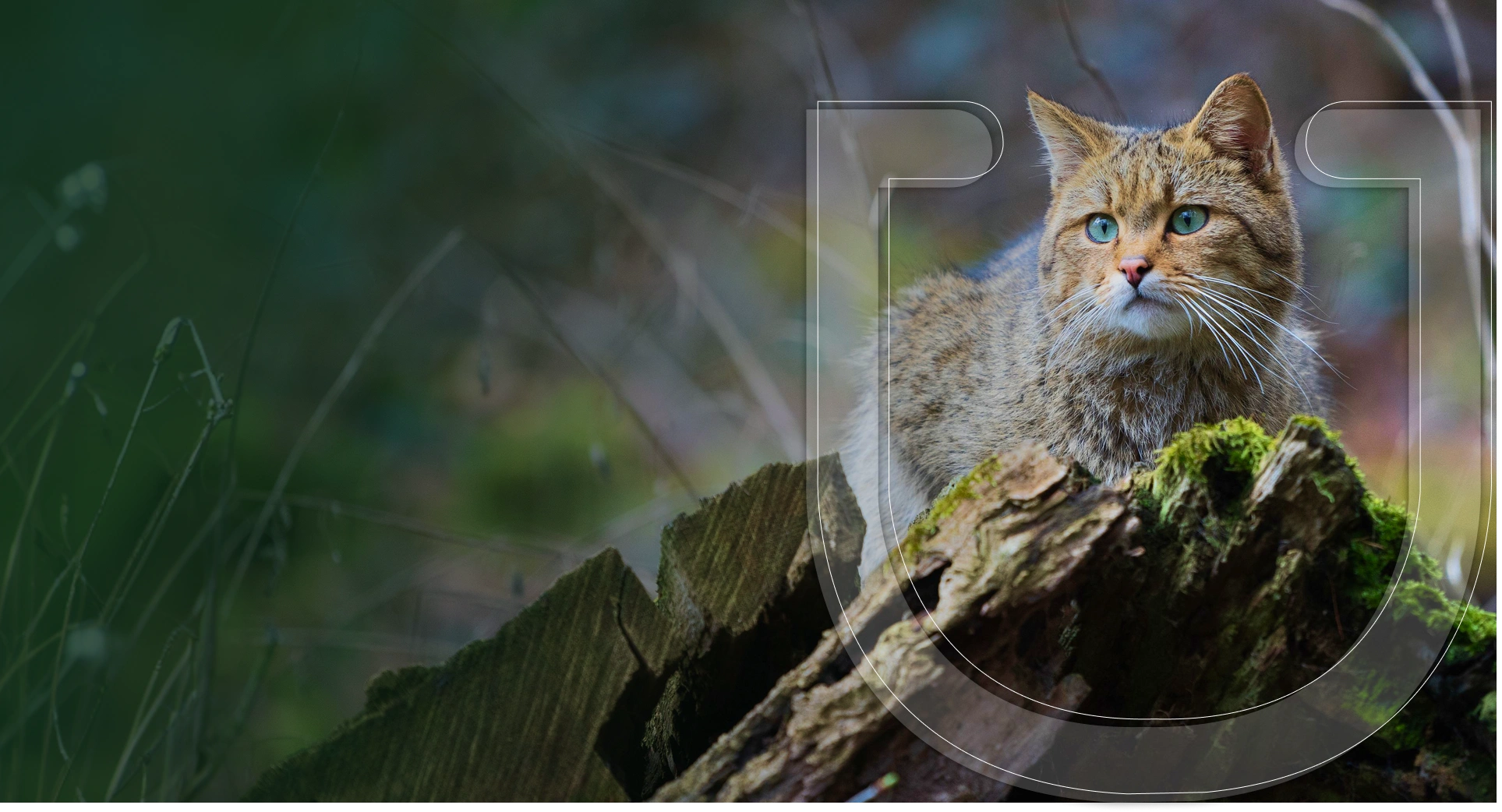 Pet Wellness Group hebron Banner