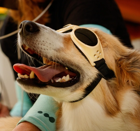 Pet Laser Therapy