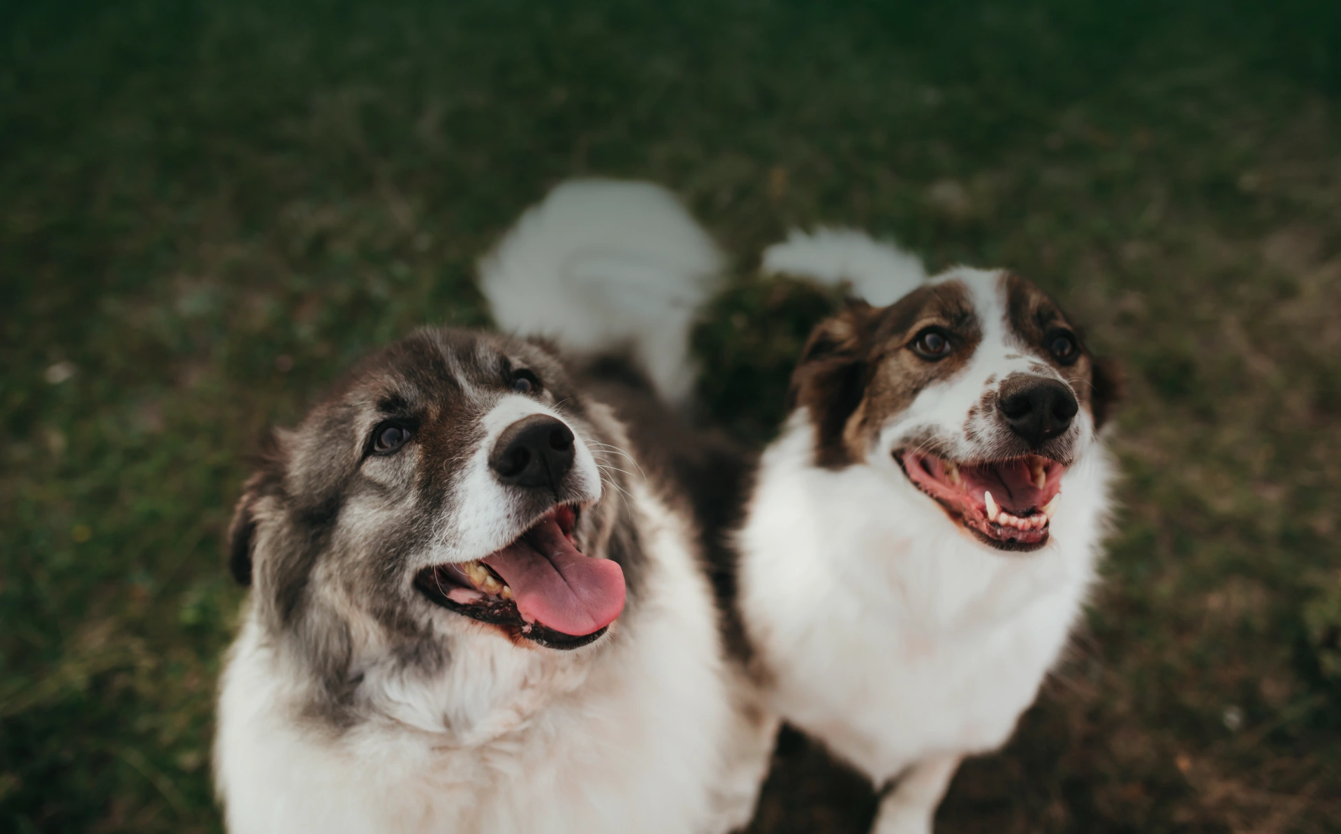 Pet Wellness Group Banner