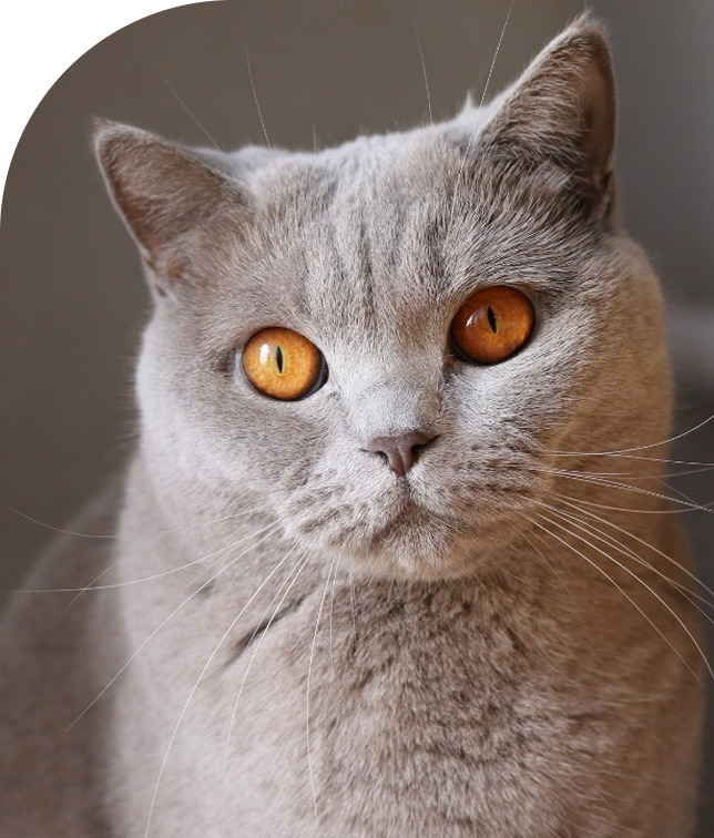 Stories from Happy Pet People