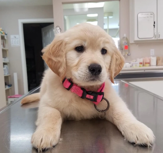 Pet Preventative Care