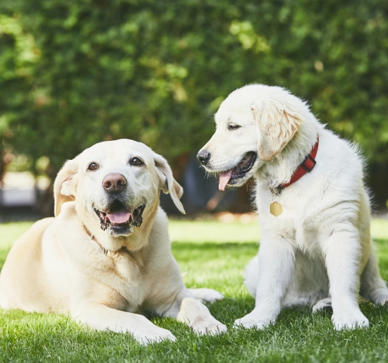 Snout Wellness Plans