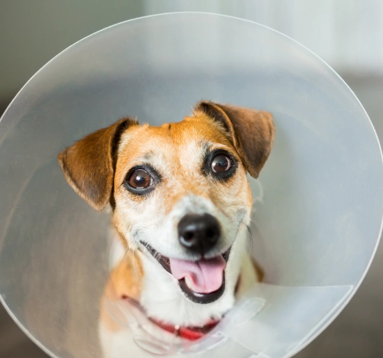 Veterinary Pet Surgery