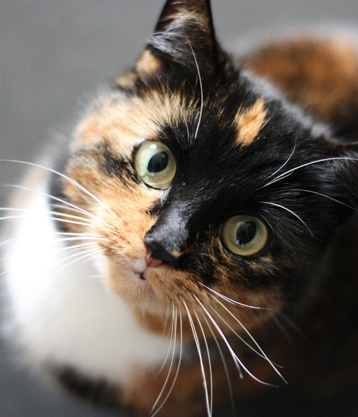Cat Care at Pet Wellness Group