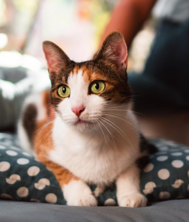 Stories from Happy Pet People
