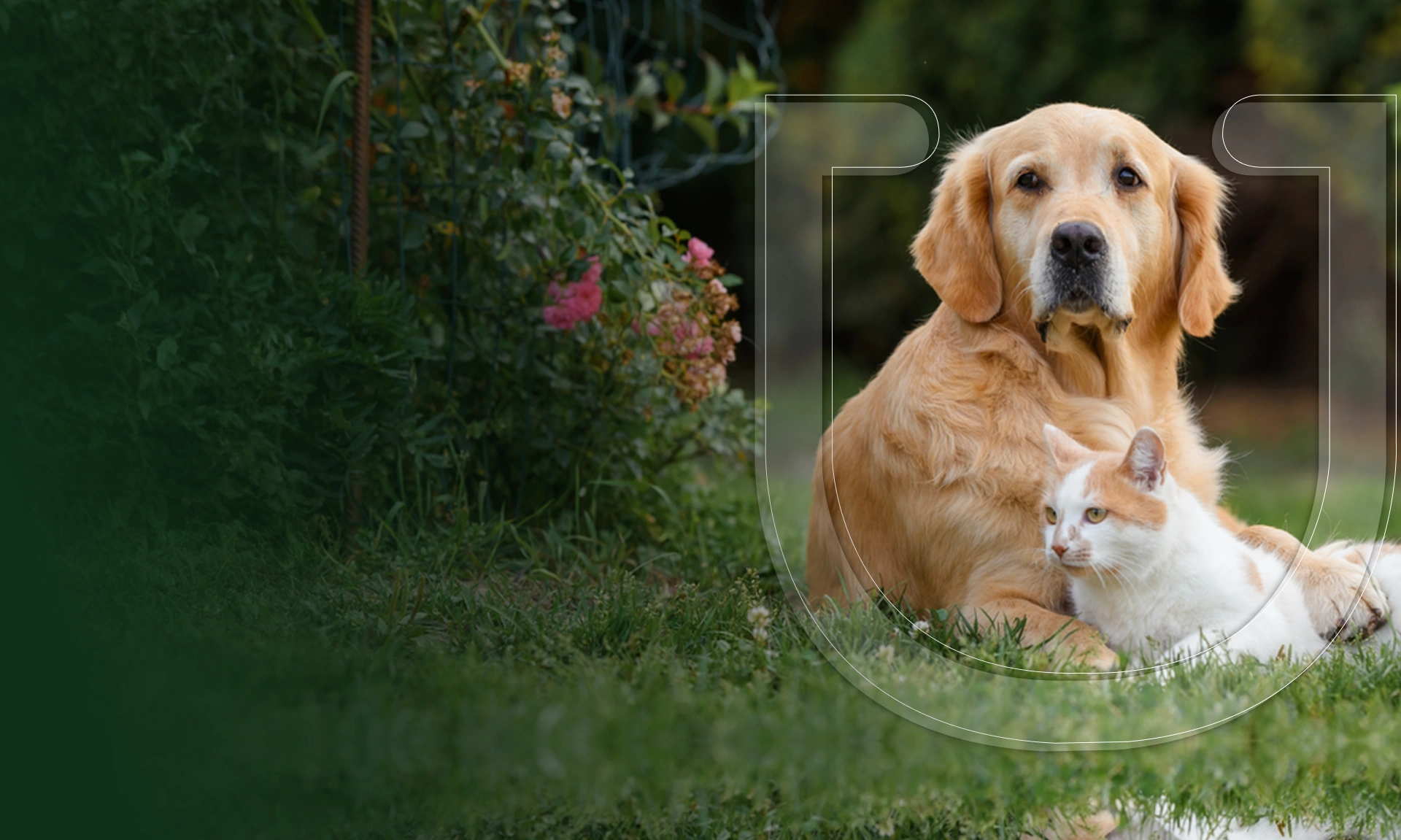 Pet Wellness Group Florence Banner