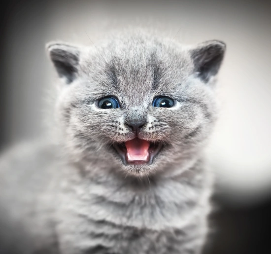 Dedicated Cat Care