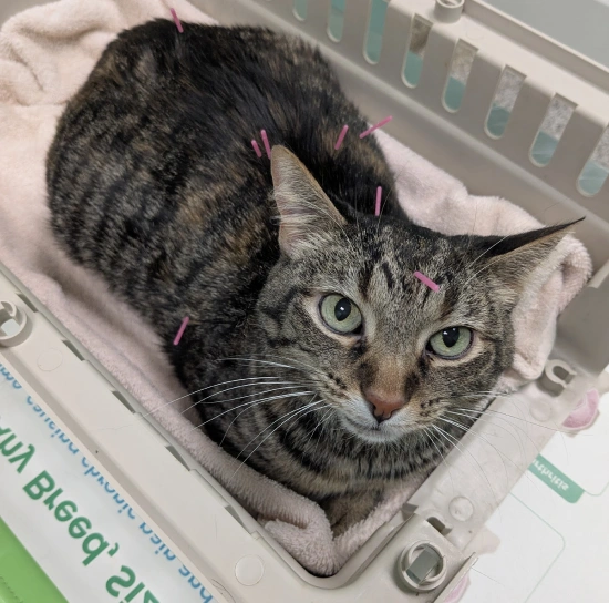 Cat Acupuncture