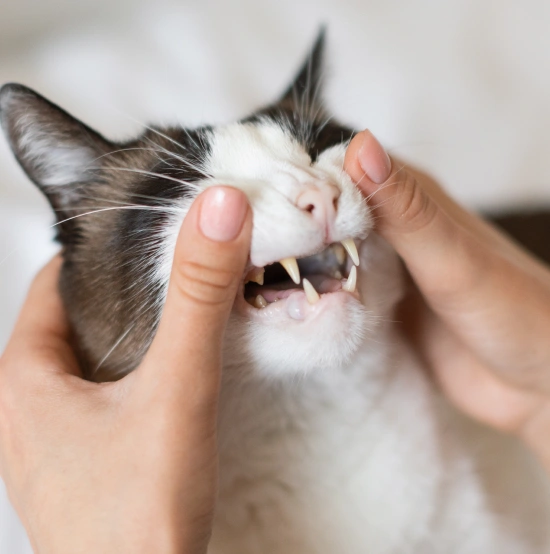 Cat Dental Services