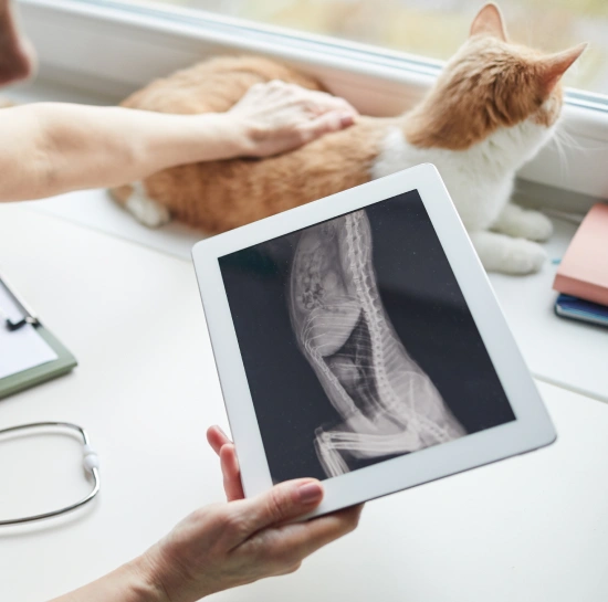 Cat Diagnostic Care