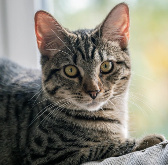 Cat Euthanasia