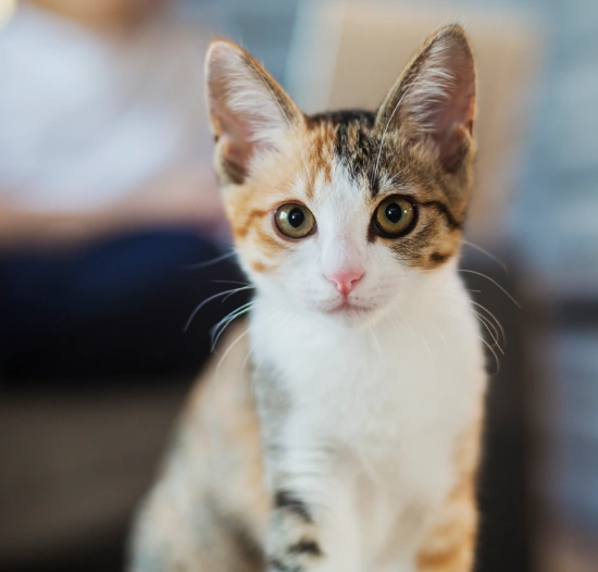Cat Laser Therapy