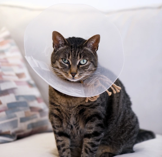 Cat Spay & Neuter