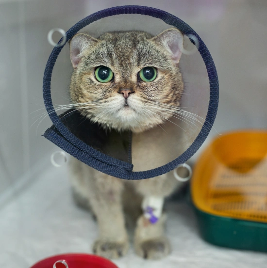 Cat Surgery