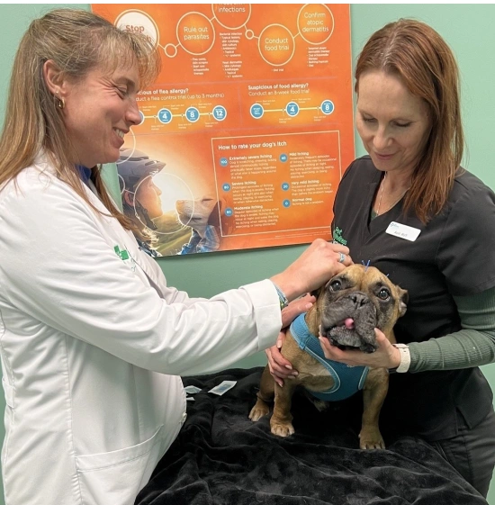 Dog Acupuncture