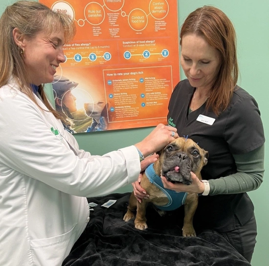 Dog Acupuncture