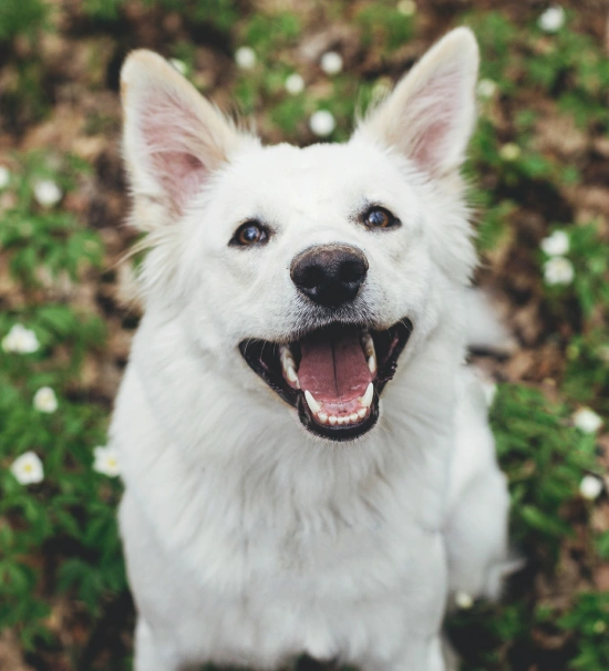 Dog Dental Services