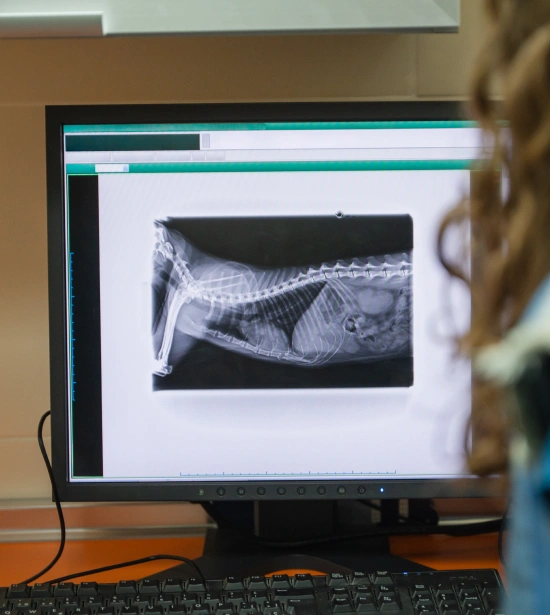 Dog Diagnostic Care