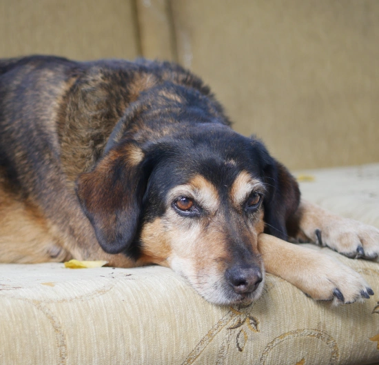 Dog Euthanasia