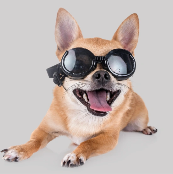 Dog Laser Therapy