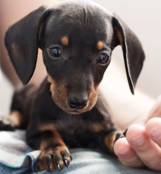 Dog Pain Management