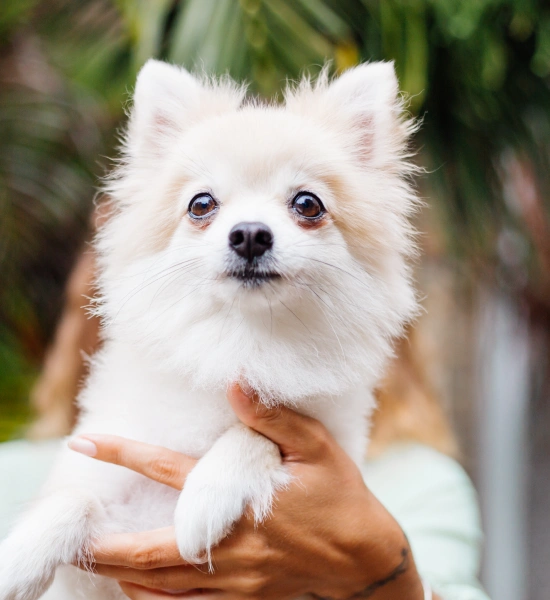 Dog Preventative Care