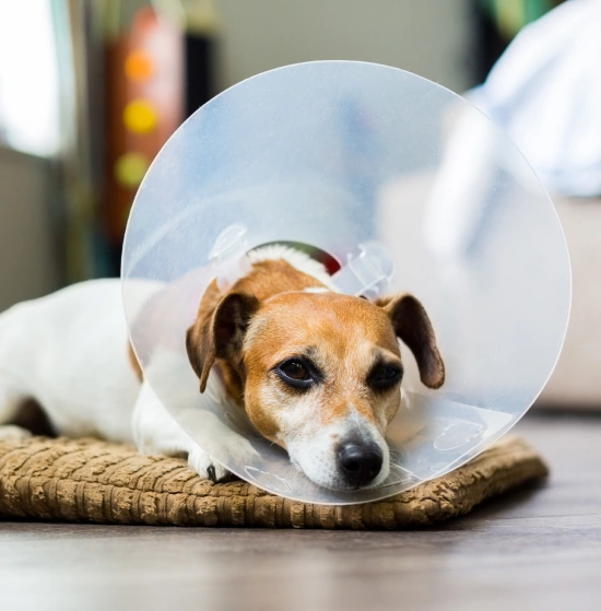 Dog Spay & Neuter