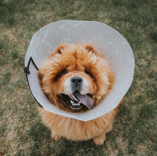 Dog Surgery
