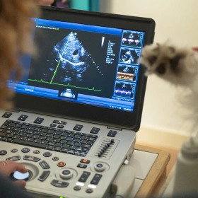 Cat Diagnostic Care