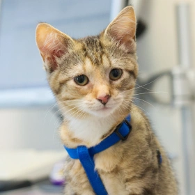 Cat Laser Therapy