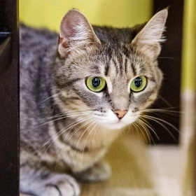 Cat Pain Management Care