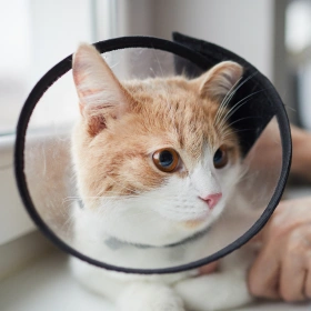 Cat Surgery