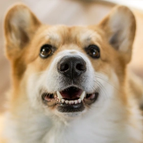 Dog Dental Services