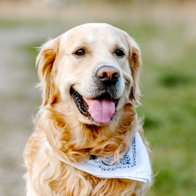 Dog Laser Therapy