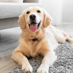 Dog Pain Management Care