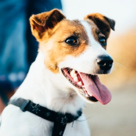 Dog Preventative Care