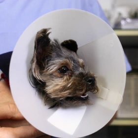 Dog Spay & Neuter