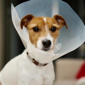 Dog Surgery