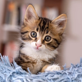 Kitten Care