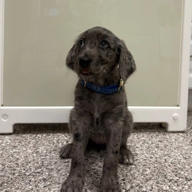 Puppy Care