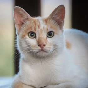 Senior Cat Care
