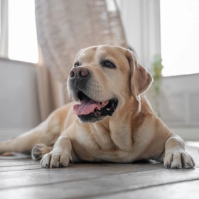 Senior Dog Care